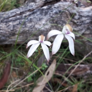 Caladenia moschata at Yaouk, NSW - suppressed