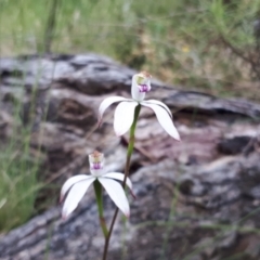 Caladenia moschata at Yaouk, NSW - suppressed