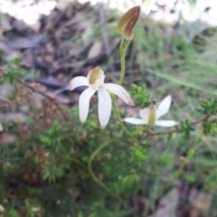 Caladenia moschata at Yaouk, NSW - suppressed