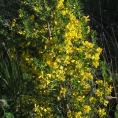 Genista monspessulana (Cape Broom, Montpellier Broom) at Flynn, ACT - 14 Oct 2023 by pinnaCLE