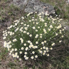 Rhodanthe anthemoides (Chamomile Sunray) at Belconnen, ACT - 2 Oct 2023 by pinnaCLE