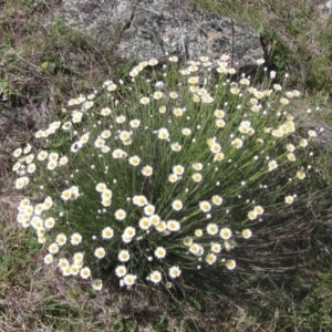 Rhodanthe anthemoides at Belconnen, ACT - 2 Oct 2023