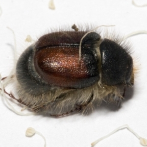 Liparetrus sp. (genus) at Scullin, ACT - 29 Sep 2023 11:27 AM