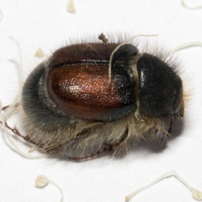 Liparetrus sp. (genus) (Chafer beetle) at Scullin, ACT - 29 Sep 2023 by AlisonMilton