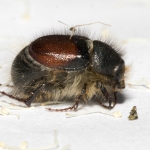 Liparetrus sp. (genus) at Scullin, ACT - 29 Sep 2023 11:27 AM