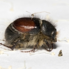 Liparetrus sp. (genus) at Scullin, ACT - 29 Sep 2023 11:27 AM