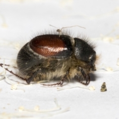 Liparetrus sp. (genus) at Scullin, ACT - 29 Sep 2023 11:27 AM