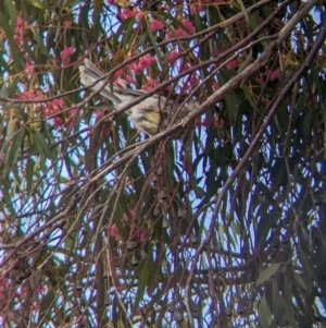 Anthochaera carunculata at Cootamundra, NSW - 13 Oct 2023