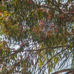 Anthochaera carunculata at Cootamundra, NSW - 13 Oct 2023