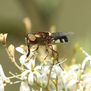 Odontomyia hunteri at Belconnen, ACT - 25 Jan 2023 11:16 AM