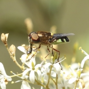 Odontomyia hunteri at Belconnen, ACT - 25 Jan 2023 11:16 AM