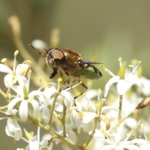 Odontomyia hunteri at Belconnen, ACT - 25 Jan 2023