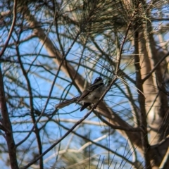 Rhipidura albiscapa (Grey Fantail) at Sydney Olympic Park, NSW - 14 Oct 2023 by Darcy