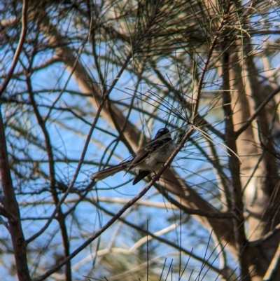 Rhipidura albiscapa (Grey Fantail) at Sydney Olympic Park, NSW - 13 Oct 2023 by Darcy
