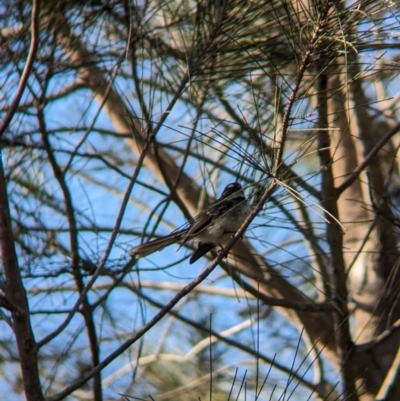 Rhipidura albiscapa (Grey Fantail) at Sydney Olympic Park, NSW - 14 Oct 2023 by Darcy