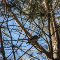 Rhipidura albiscapa at Sydney Olympic Park, NSW - 14 Oct 2023 08:38 AM