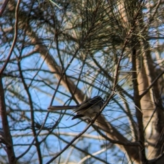 Rhipidura albiscapa at Sydney Olympic Park, NSW - 14 Oct 2023