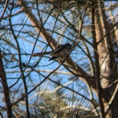 Rhipidura albiscapa at Sydney Olympic Park, NSW - 14 Oct 2023 08:38 AM