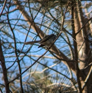 Rhipidura albiscapa at Sydney Olympic Park, NSW - 14 Oct 2023