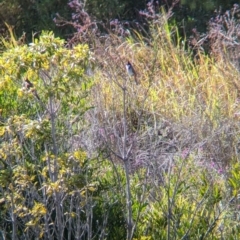 Pycnonotus jocosus (Red-whiskered Bulbul) at Sydney Olympic Park, NSW - 14 Oct 2023 by Darcy