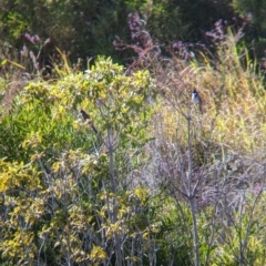 Pycnonotus jocosus at Sydney Olympic Park, NSW - 14 Oct 2023