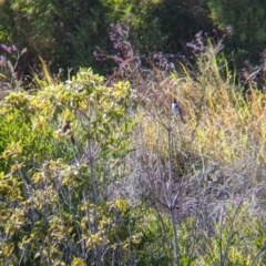 Pycnonotus jocosus at Sydney Olympic Park, NSW - 14 Oct 2023