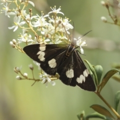 Nyctemera amicus (Senecio Moth, Magpie Moth, Cineraria Moth) at The Pinnacle - 25 Jan 2023 by AlisonMilton