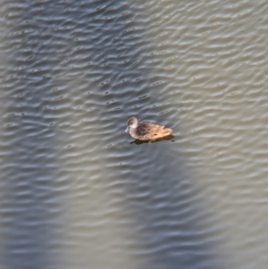 Anas gracilis at Sydney Olympic Park, NSW - 14 Oct 2023 09:03 AM