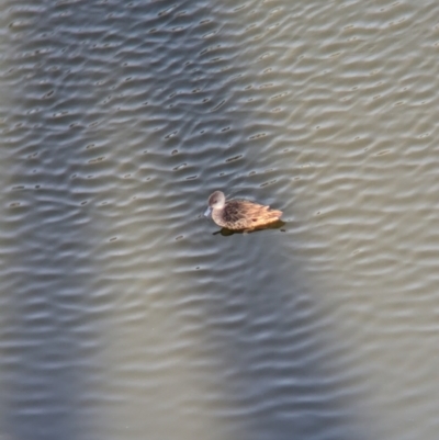 Anas gracilis (Grey Teal) at Sydney Olympic Park, NSW - 13 Oct 2023 by Darcy