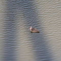 Anas gracilis at Sydney Olympic Park, NSW - 14 Oct 2023 09:03 AM