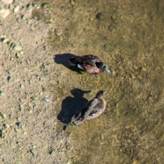 Anas castanea (Chestnut Teal) at Sydney Olympic Park, NSW - 14 Oct 2023 by Darcy
