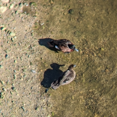 Anas castanea (Chestnut Teal) at Sydney Olympic Park, NSW - 14 Oct 2023 by Darcy
