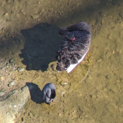 Cygnus atratus (Black Swan) at Sydney Olympic Park, NSW - 13 Oct 2023 by Darcy