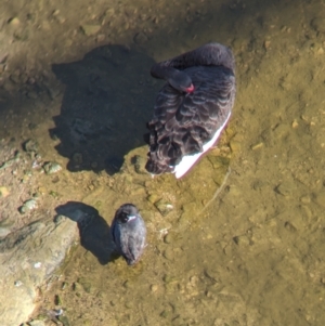 Cygnus atratus at Sydney Olympic Park, NSW - 14 Oct 2023 09:03 AM