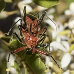 Gminatus australis (Orange assassin bug) at The Pinnacle - 24 Jan 2023 by AlisonMilton