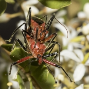 Gminatus australis at Belconnen, ACT - 25 Jan 2023