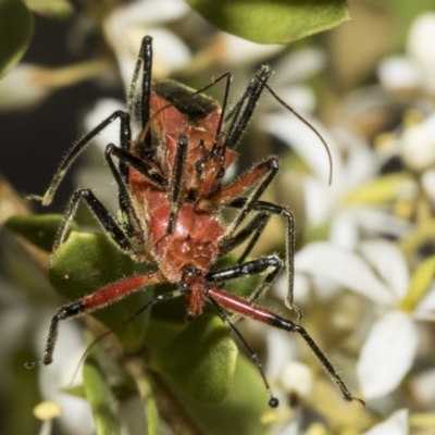 Gminatus australis (Orange assassin bug) at Belconnen, ACT - 25 Jan 2023 by AlisonMilton