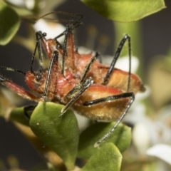 Gminatus australis at Belconnen, ACT - 25 Jan 2023