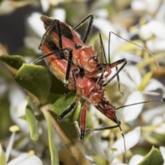 Gminatus australis at Belconnen, ACT - 25 Jan 2023