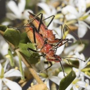 Gminatus australis at Belconnen, ACT - 25 Jan 2023 10:49 AM