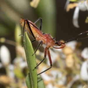 Gminatus australis at Belconnen, ACT - 25 Jan 2023