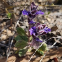 Ajuga australis (Austral Bugle) at Jerangle, NSW - 14 Oct 2023 by Csteele4