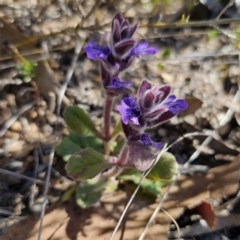 Ajuga australis at Jerangle, NSW - 14 Oct 2023