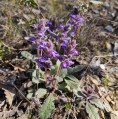 Ajuga australis at Jerangle, NSW - 14 Oct 2023