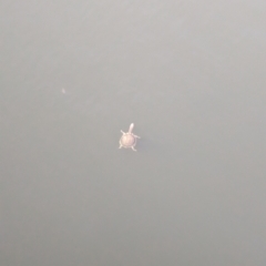 Chelodina longicollis (Eastern Long-necked Turtle) at Sydney Olympic Park, NSW - 14 Oct 2023 by Darcy