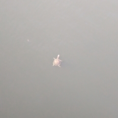 Chelodina longicollis (Eastern Long-necked Turtle) at Sydney Olympic Park, NSW - 14 Oct 2023 by Darcy