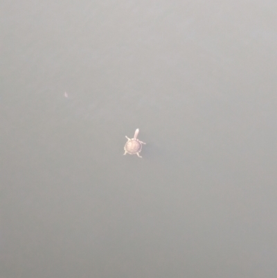 Chelodina longicollis (Eastern Long-necked Turtle) at Sydney Olympic Park, NSW - 14 Oct 2023 by Darcy