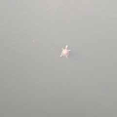 Chelodina longicollis at Sydney Olympic Park, NSW - 14 Oct 2023