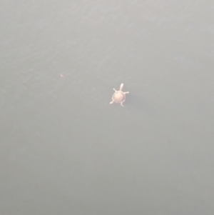 Chelodina longicollis at Sydney Olympic Park, NSW - 14 Oct 2023