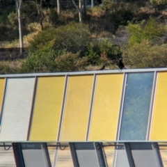 Acridotheres tristis at Sydney Olympic Park, NSW - 14 Oct 2023 09:23 AM